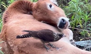 Bird Nibbles At Resting Cow
