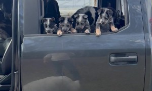 Size Difference Between Puppies Of Different Breeds