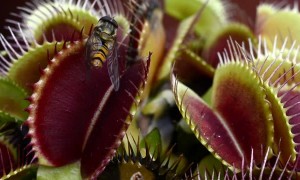 Close-Up Footage of Venus Flytraps Catching Flies