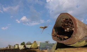 Paper Wasp Nest Observation