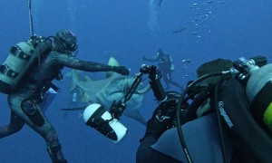 Diver Feeds Bull Shark By Hand