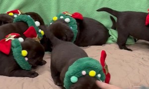 Herding Puppies For A Photoshoot