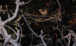 Chickens Roost on Tree