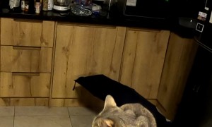 Cat Sings Along To Highway Song