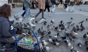 Man Has Masterfully Trained New York Pigeons