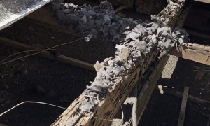 Hundreds Of Bats Hide In Roof