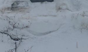 Truck Plate Frozen Into Snowbank