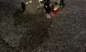 Christmas Chihuahua With Luminous Sleigh