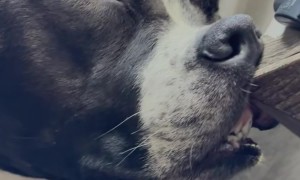 Dog Sleeps With Nose Pressed Against Night Stand