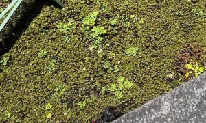 Dog Rescued After Falling In Water