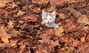 Kitten Pounces Through Autumn Leaves
