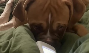 Boxer Listens To Baby Heartbeat Monitor