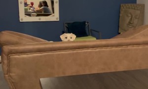 Howling Dog Rolls Off Sofa