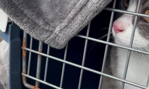 Cat Vocally Angry About Crate