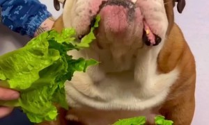 Bulldog Lettuce ASMR