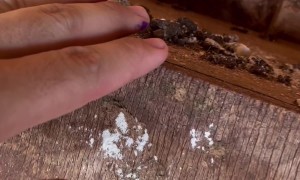 Chicken Lice Infestation