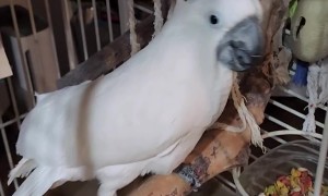 Cockatoo's Nightly Spinning Screams For Fun