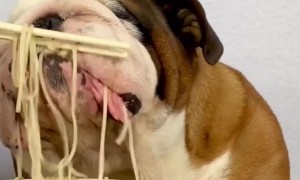 Bulldog Devours Noodles ASMR