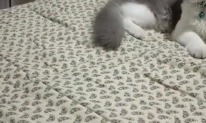 Cat Plays Guess Which Hand