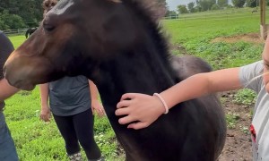 Sweet Baby Horse Loves Scritches