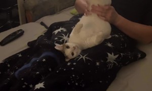 Owner Plays With Cat's Wiggly Legs