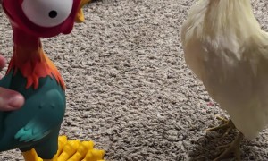Rooster Confused By Toy Rooster