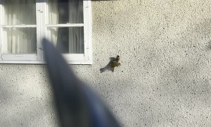 Spider Squirrel Crawls on Wall