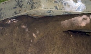 Man Sleeps On Mattress Tied To Tree Branch