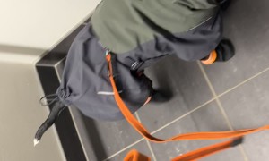 Staffy Masters The Stairs Like a Pro