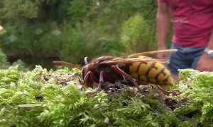Close Look At A European Hornet