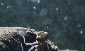 Efficient and Deadly: Dragonfly Nymph Hunts