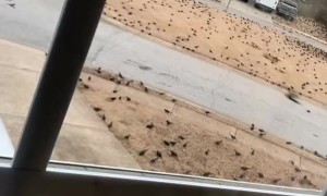 Massive Flock of Birds Invade Georgia Neighborhood