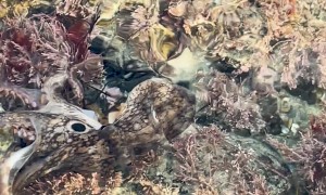 Sack of Octopus Eggs Hatching