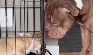 American Bully Opens Cage for his Dog Friend