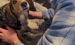 Family Dog Reunited With Human Brother