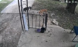 Two Dogs Steal Another Dog