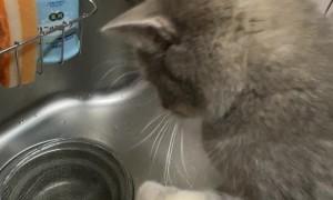 Kitten Confounded By Dripping Water