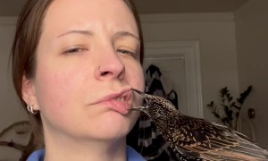 Starling Searches For Bugs In Smile