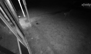 Neighbor's Loose Dog Takes Off With Food Order