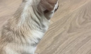 Nothing Slows This Pup Down