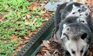 Opossum Mom Squeezes Under Building With Her Babies