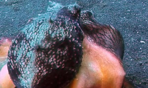 Octopus Runs Off With Coconut Shell