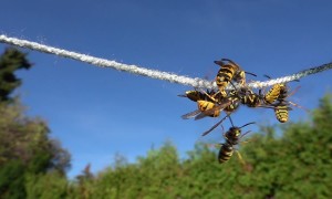 Acrobatic Yellow Jackets Feed On Rope