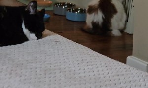 Marshmallow Cat Waits To Roast