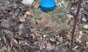 Guinea Pig Rescued and Adopted