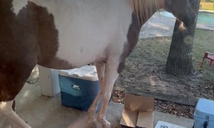Horse Tries to Tell Her Human It's Dinnertime