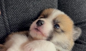 Tiny Talking Corgi Puppy