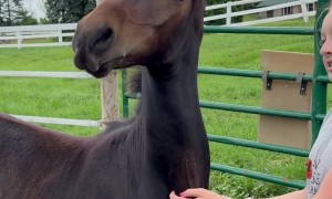 Colt Loves A Good Scratch
