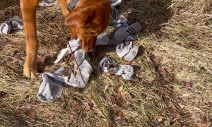 Dog Has Been Stealing Dad's Socks