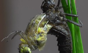 Dragonfly Larva Metamorphosis Time-Lapse